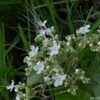 Glossocarya scandens (L.f.) Trimen